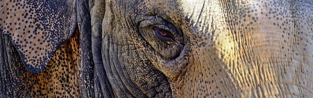 La concurrence du rail noyée dans un mastodonte législatif