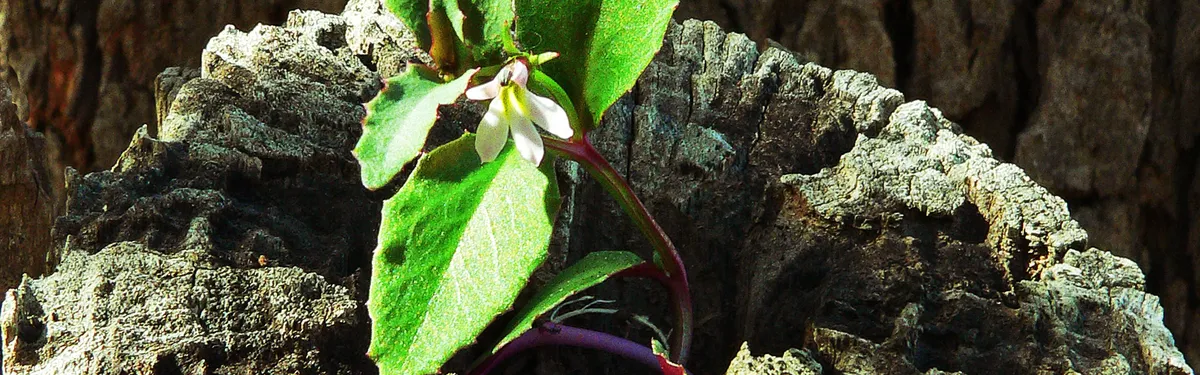 Sébastien Lecornu détaille le contenu des contrats de transition écologique 