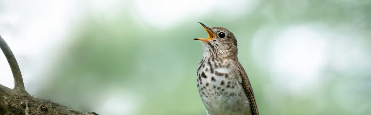 Neutralité carbone : la Commission promet des lendemains qui chantent