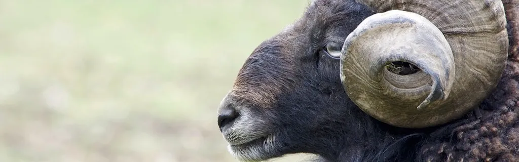 Nucléaire : l’Ademe s’oppose frontalement à EDF
