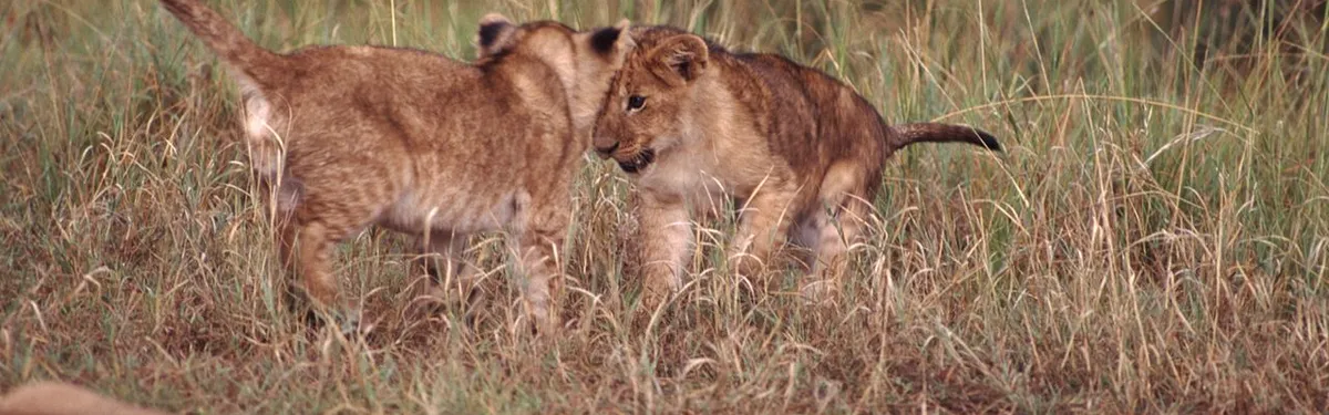 Un accord encore possible entre Macron et Larcher sur la réforme des institutions