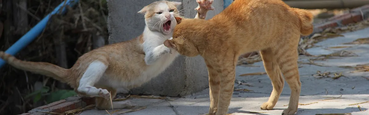 Après un an de travail, députés et sénateurs peinent encore à se comprendre