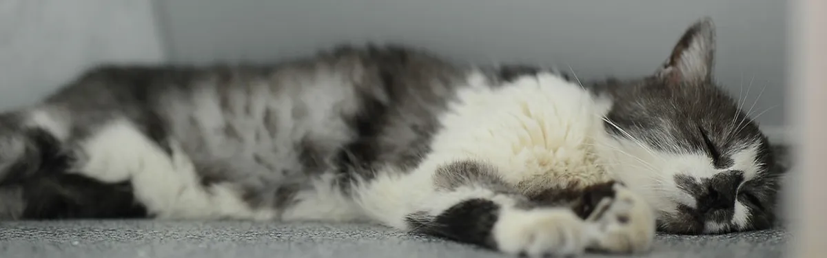 En commission, les députés s’économisent sur la réforme des institutions