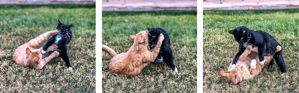 Affaire Selmayr : la gifle de la médiatrice européenne à Jean-Claude Juncker 