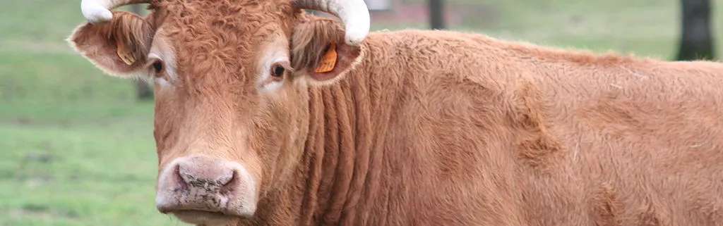 Une France affaiblie dans les négociations de la PAC