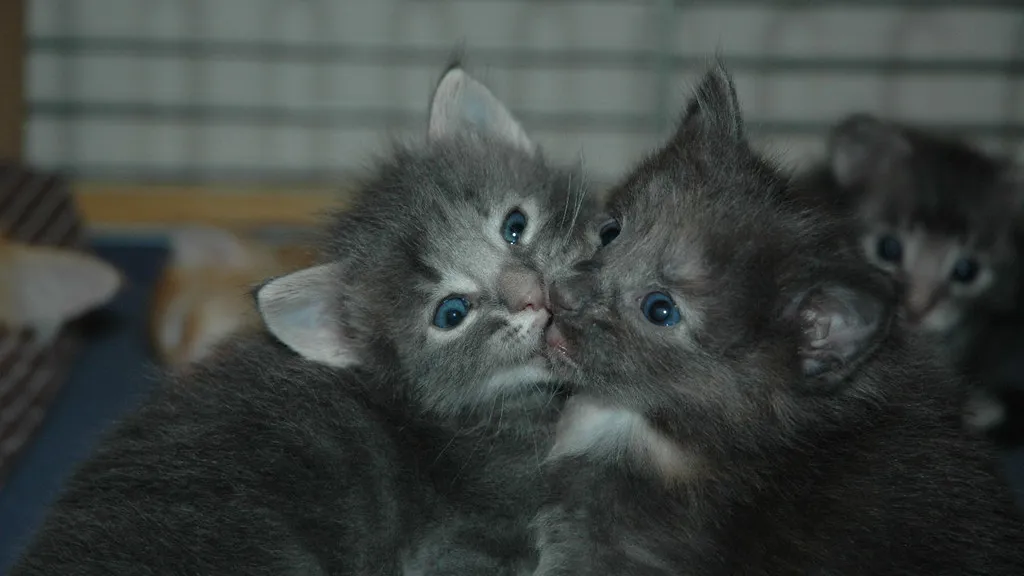 Qui trop embrasse, mal étreint : 5 ans de construction du marché unique numérique