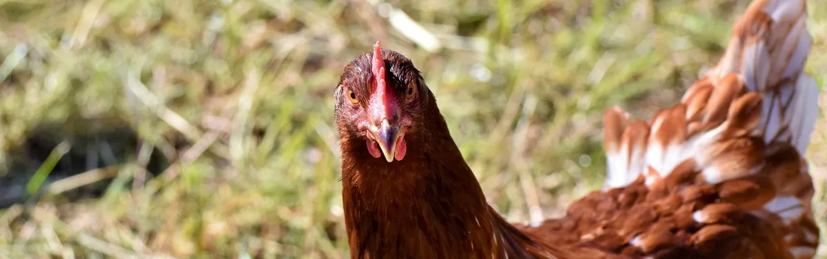 La filière volaille guette avec inquiétude l’issue des négociations sur le bio à Bruxelles
