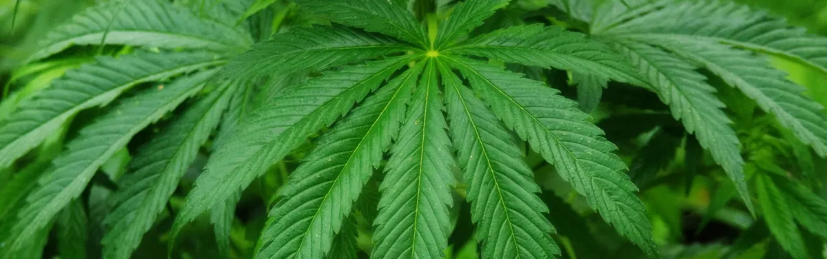 Le cannabis, un enjeu de lobbying comme les autres