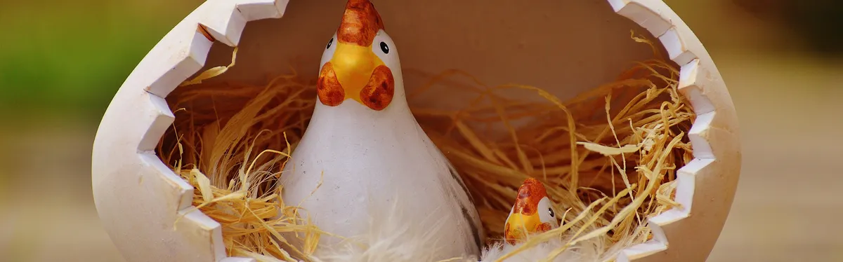 Poules pondeuses : la tension couve