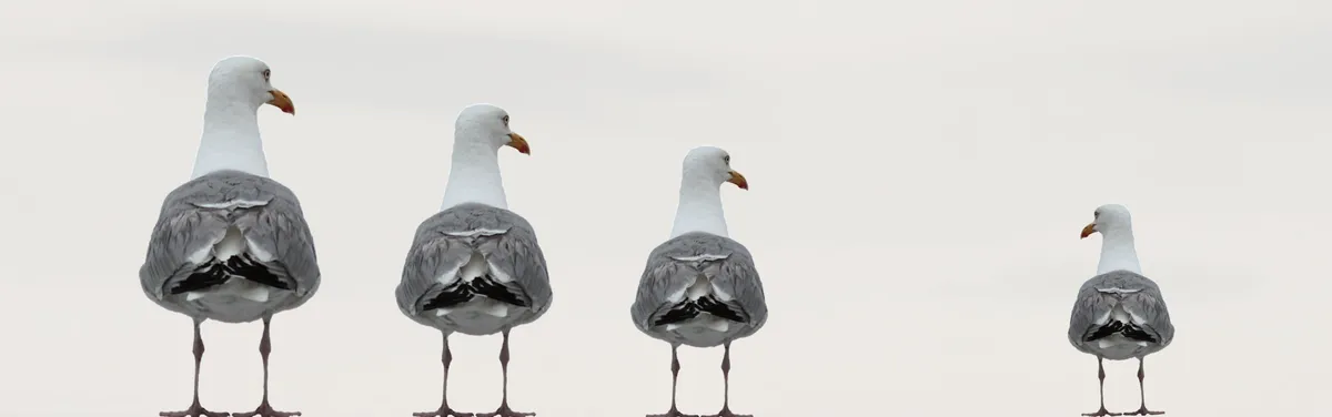 La concertation sur la relance des abattoirs laisse peu de place aux associations