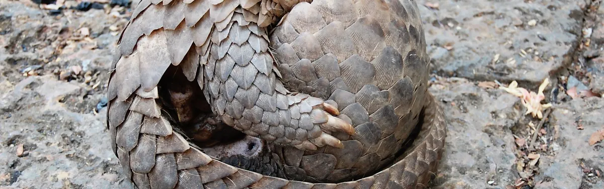 Info Contexte - Coronavirus : les pays de l’UE veulent échapper aux réprimandes de Bruxelles