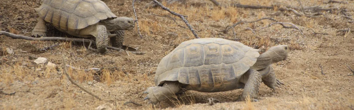 Les négociations sur les plans stratégiques nationaux de la réforme de la PAC patinent 