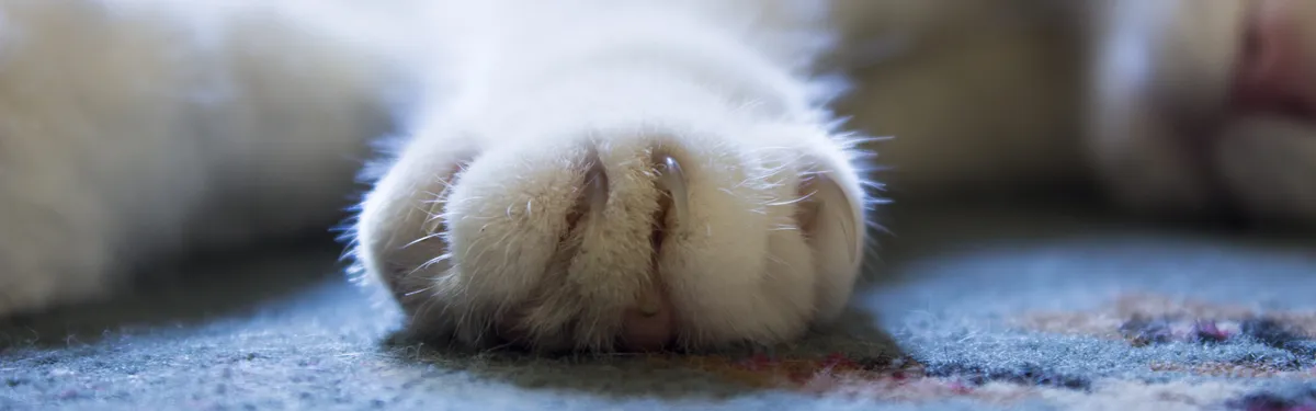 Réforme de la PAC : la commission Envi pose sa patte sur les indicateurs des plans stratégiques