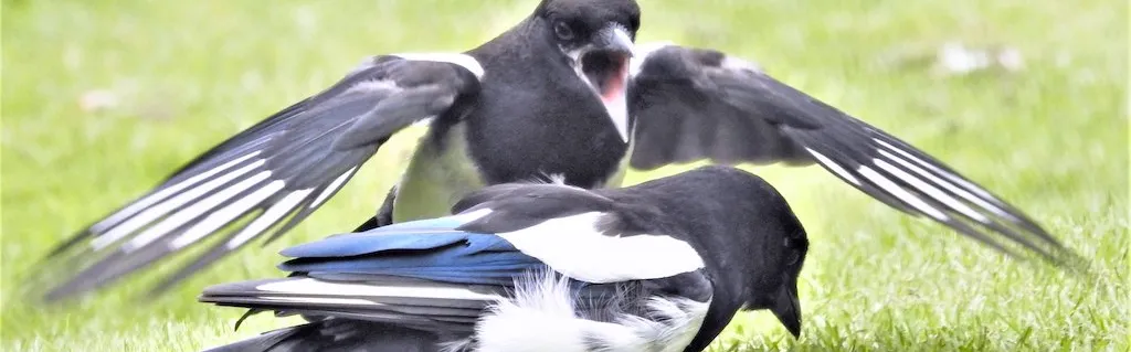 Green Deal : l’Agence internationale de l’énergie s’invite dans le débat européen