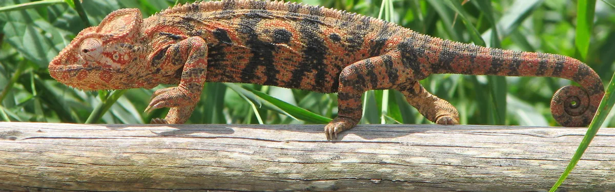 Les aides à l’achat de véhicules propres, des politiques ouvertes aux quatre vents