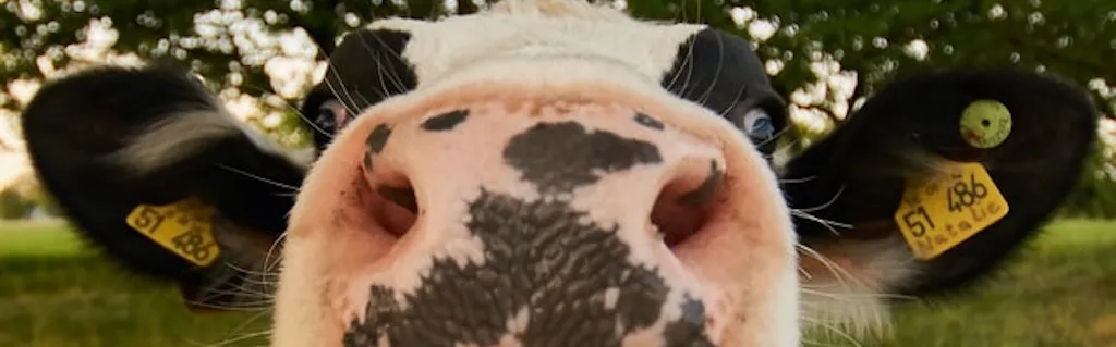 Documents - Le gouvernement remet les gaz sur le biométhane