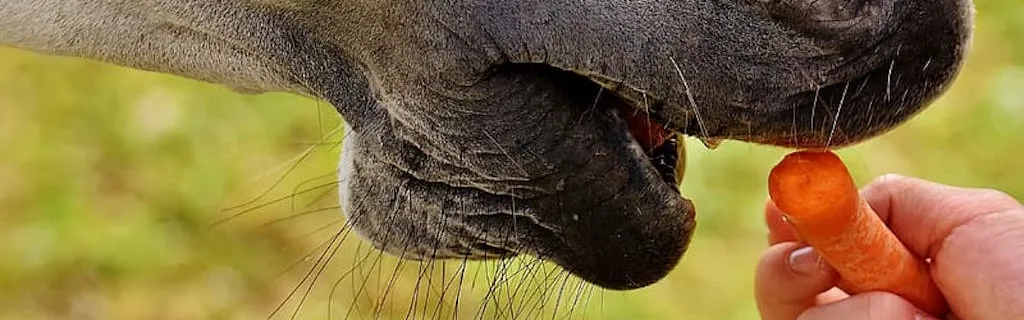 Info Contexte - Toitures solaires : l’État veut étendre le tarif d’achat et introduire un critère carbone