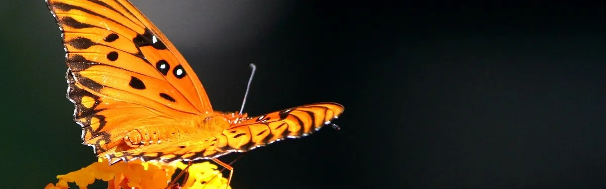 Info Contexte - La DG Agriculture se métamorphose pour s’adapter à la nouvelle PAC