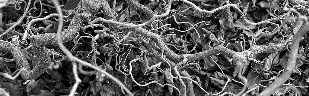 Évaluation environnementale : le gouvernement contraint d’instaurer une usine à gaz à quatre mois de la présidentielle