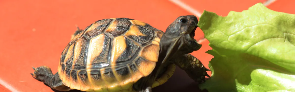 Tri des biodéchets : les collectivités ont deux ans pour éplucher les solutions