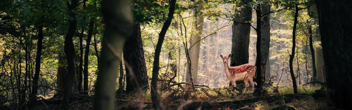 La France sort du bois sur la mesure rotationnelle