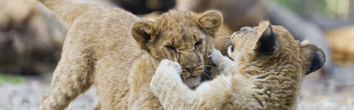 Le « one in, one out » divise aussi les États