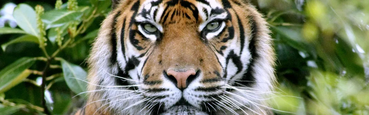 Les régulateurs nationaux au front pour garder la main sur les plateformes