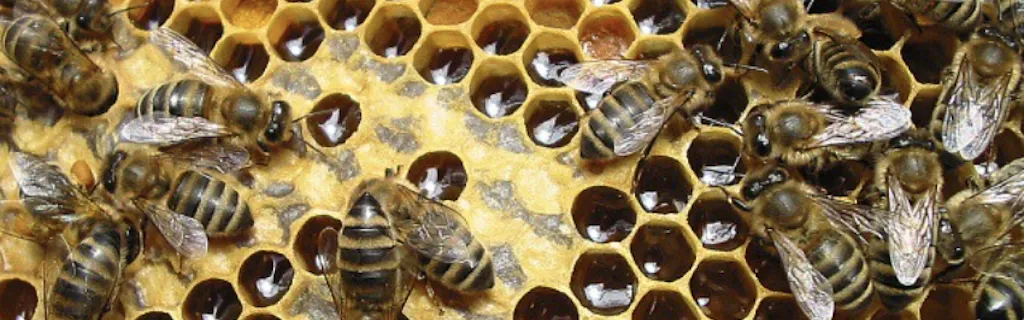 Agenda – En France, l’actualité environnementale bourgeonne au premier semestre 2021