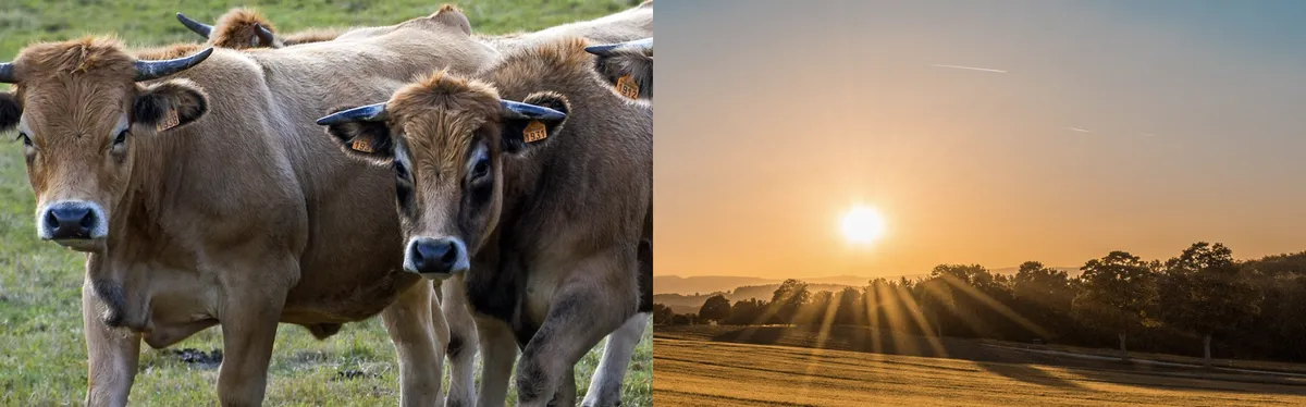 Élevage allaitant versus grandes cultures, les options du ministère de l’Agriculture pour le premier pilier de la PAC