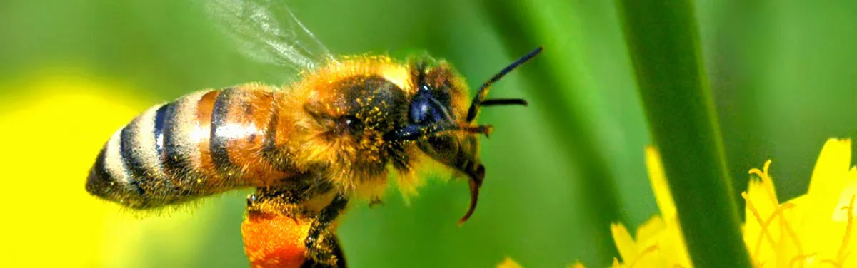 Protection des abeilles : les États se rapprochent du consensus