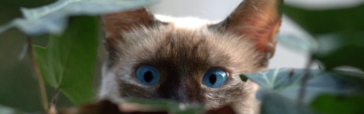 Bio : les candidats des régionales en embuscade pour pallier les faiblesses de l’État