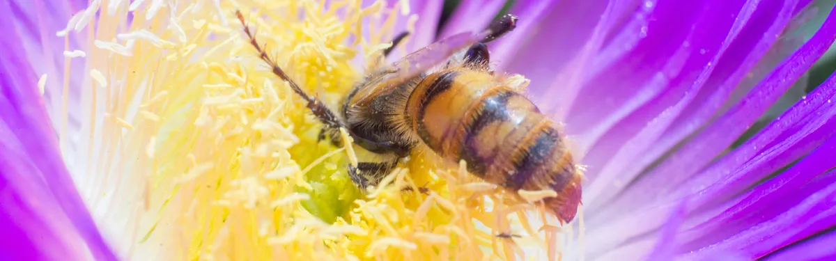 Info Contexte - L’arrêté « mention abeilles » et le plan pollinisateurs