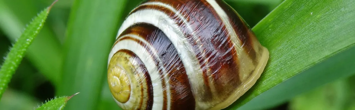 Environnement : le vert à moitié plein du dernier budget d’Emmanuel Macron