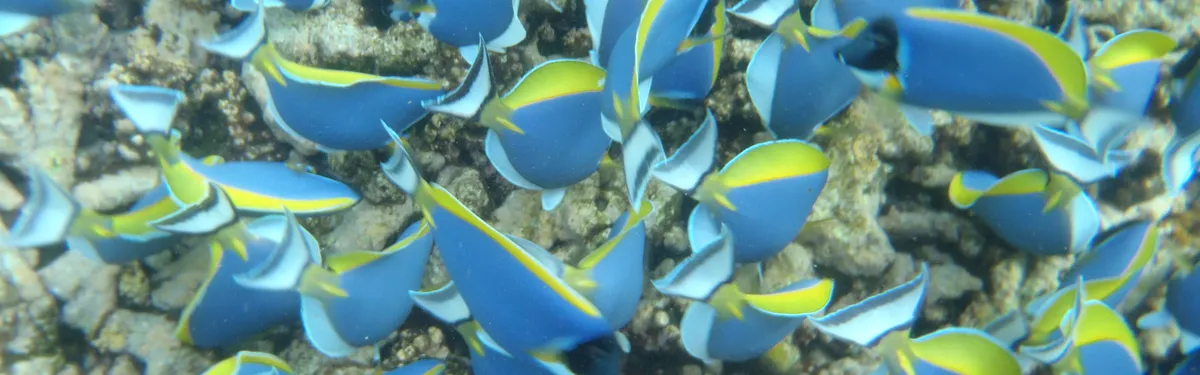 Le numérique, comme un poisson dans l’eau de la planification écologique