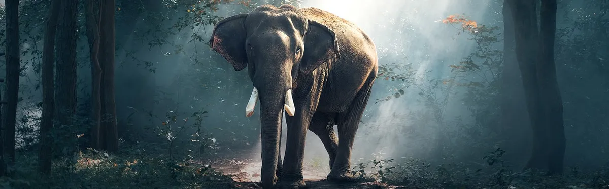 Plateformes : le Mastodon dans la pièce