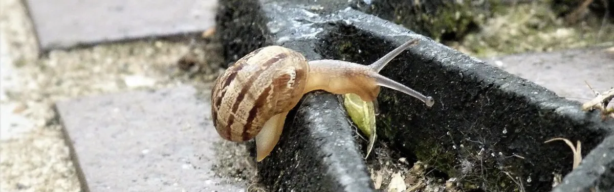 Biodiversité : créer un parc national de zones humides ne sera pas un long fleuve tranquille