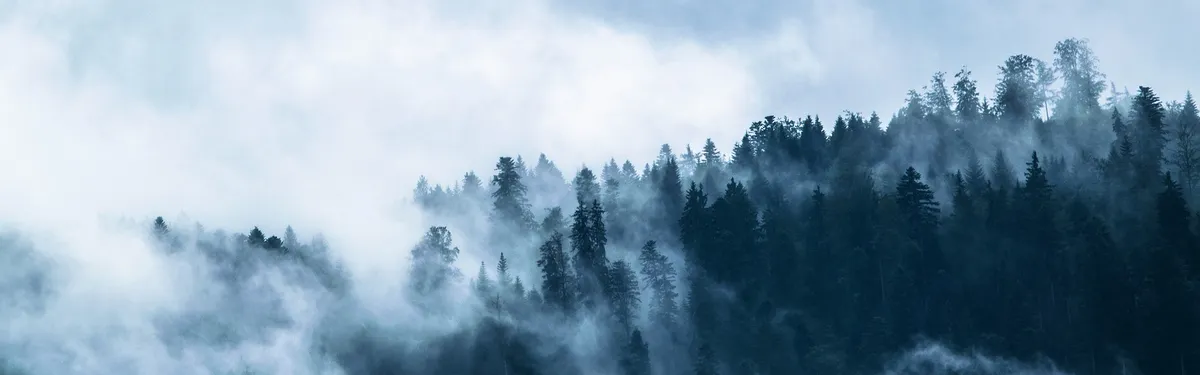 Les défenseurs d’un verdissement de la politique forestière en voie de planter des graines dans le budget 2023