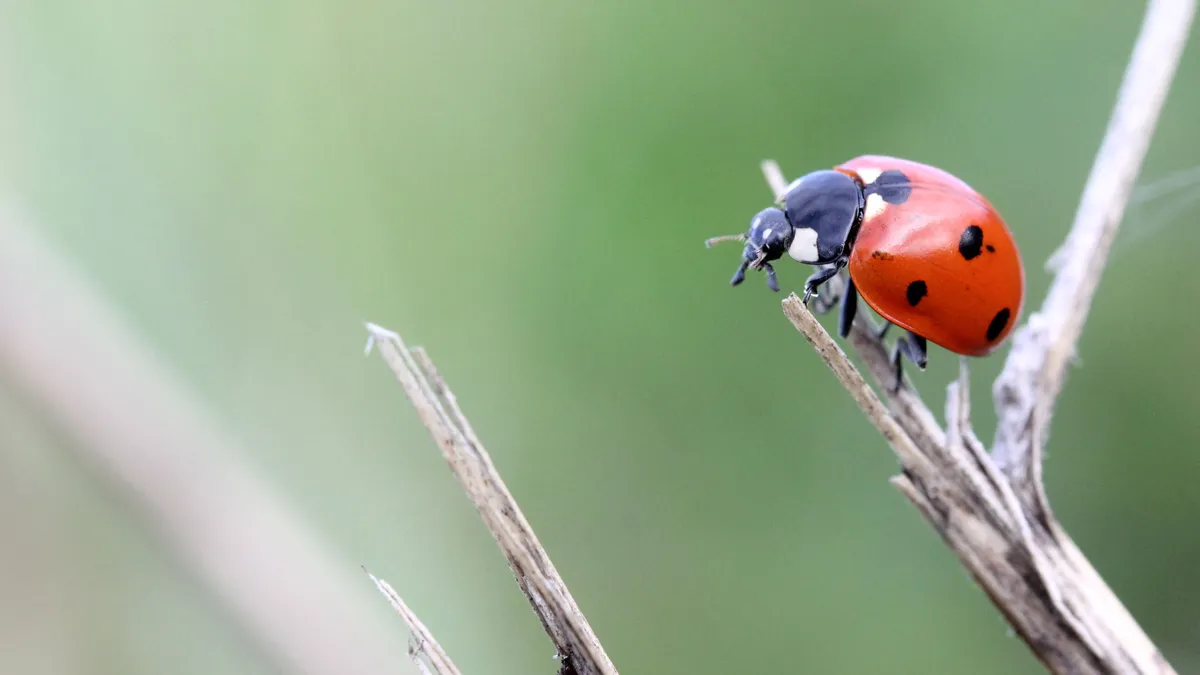 Les quatre mesures à retenir de la nouvelle stratégie gouvernementale de réduction des pesticides