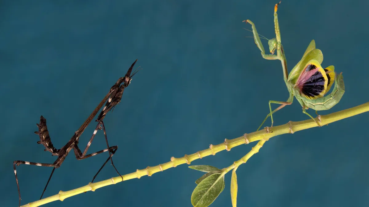 Règlement pesticides : les sujets de discorde entre les commissions Agri et Envi du Parlement européen