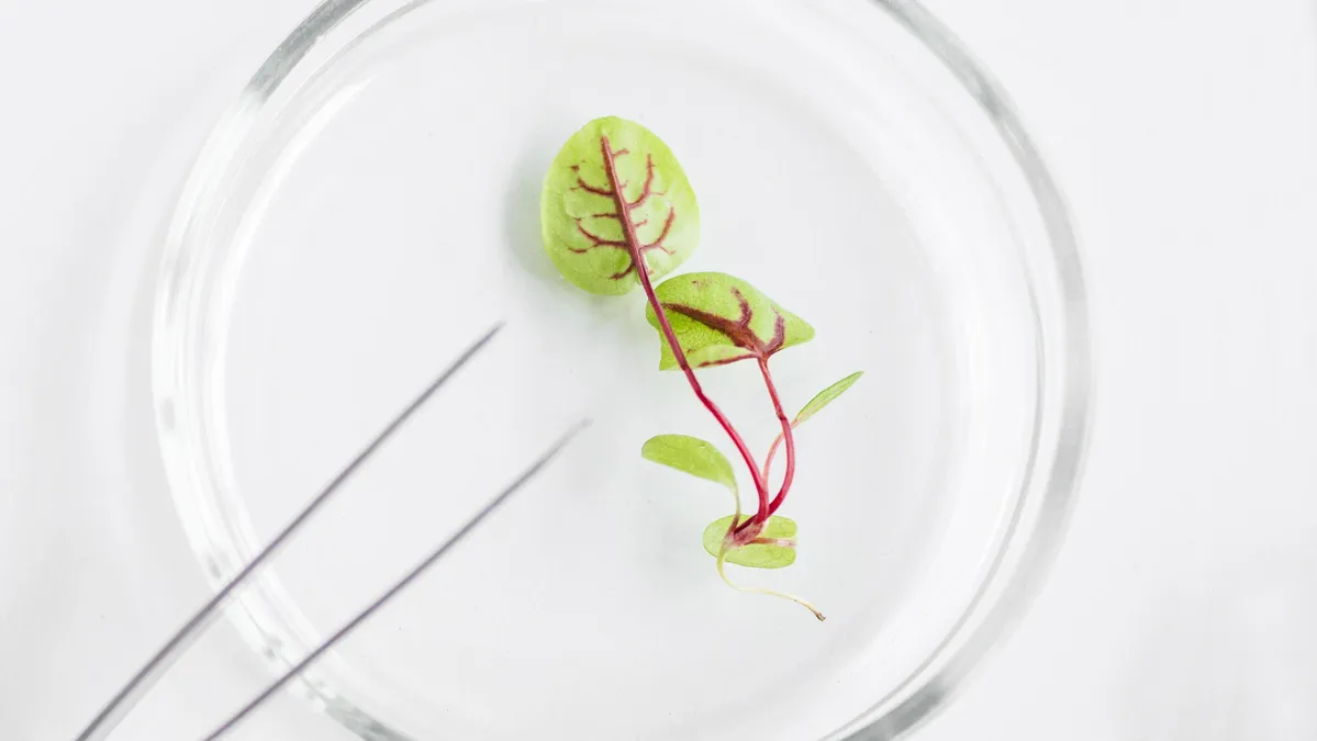 Comment la présidence espagnole du Conseil de l’UE tente de boucler le sprint des négociations sur les nouvelles techniques génomiques