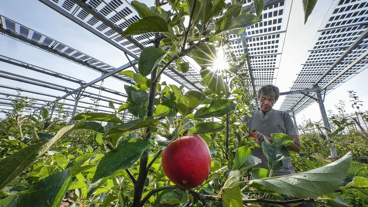 Agrivoltaïsme : un compromis à haute tension entre souveraineté alimentaire et énergétique