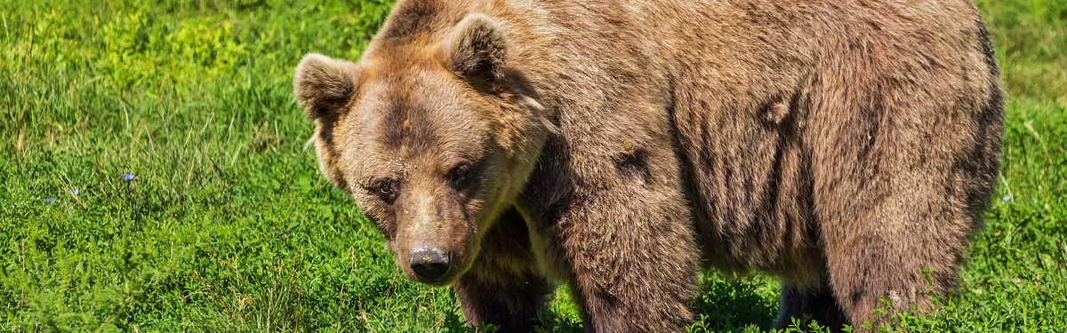 Info Contexte - Le projet de loi DMA/DSA sort de sa tanière
