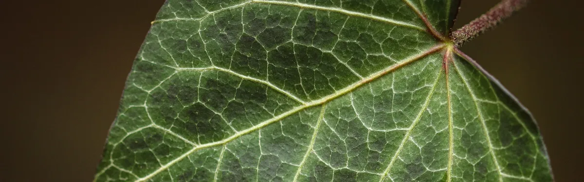 Stratégie française énergie-climat : les grands enjeux pour les transports