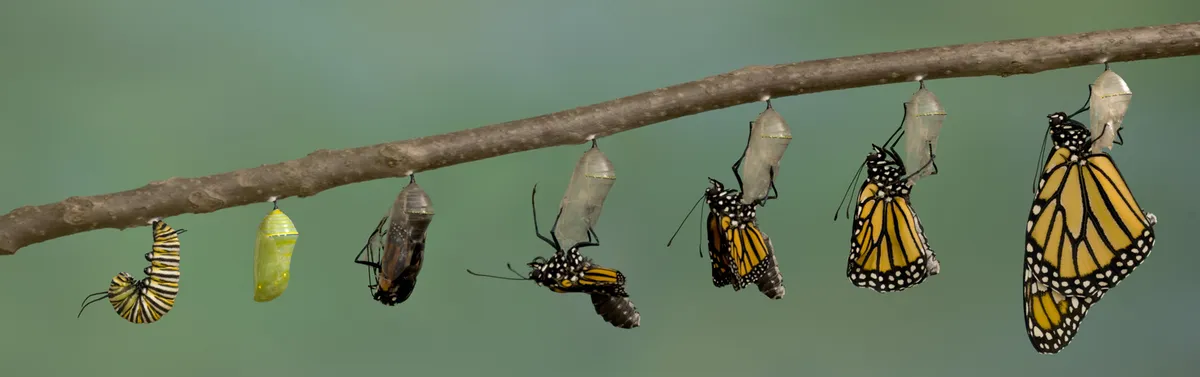 Écologie : le Conseil d’État se pose en gardien des promesses de l’État