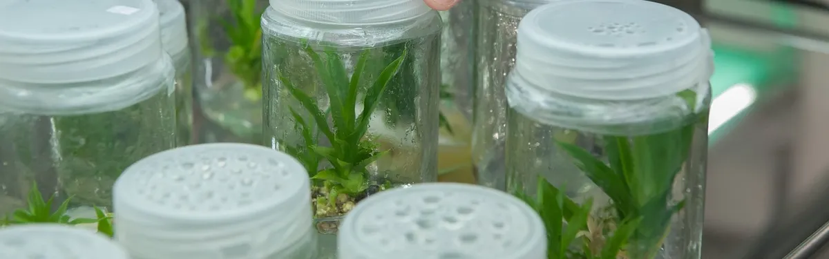 Nouvelles techniques génomiques : la Commission souhaite encourager le développement de variétés « semblables au conventionnel »