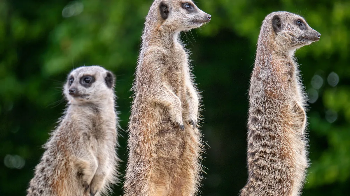 À l’Agriculture, un ministre pris dans le marigot de Matignon et de la Transition écologique