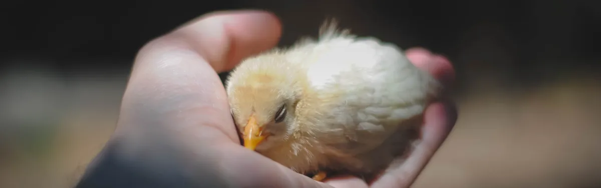 Les solutions de la France pour améliorer le bien-être animal étayées dans une note à la Commission