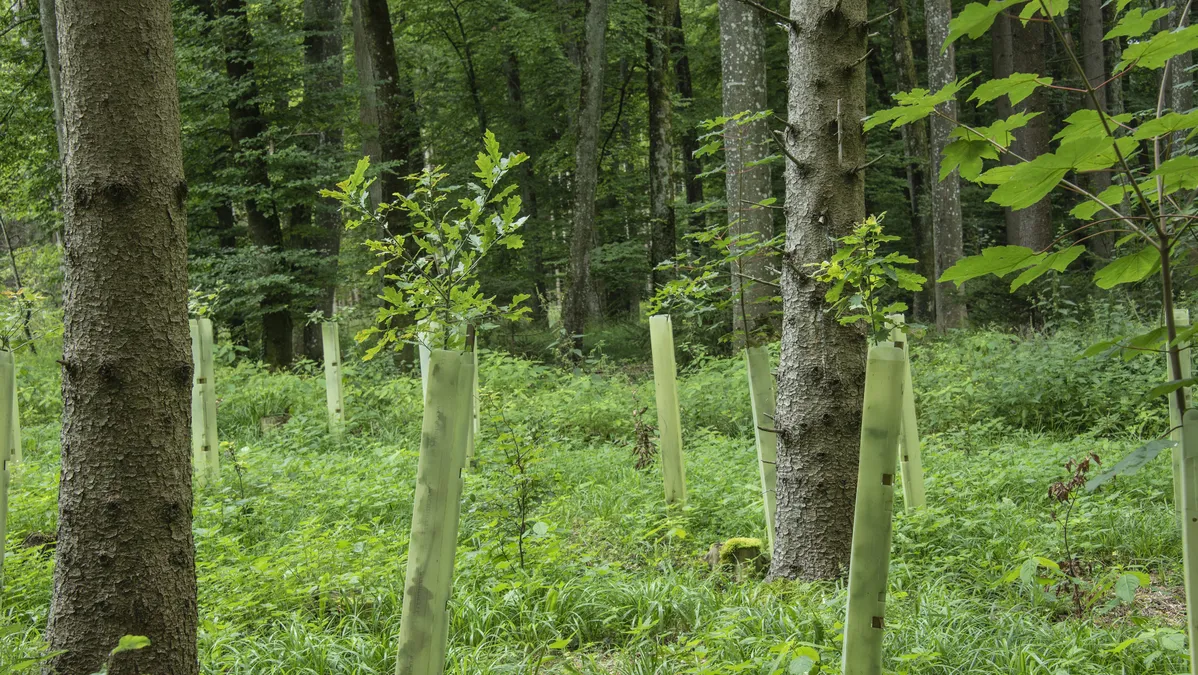 Un milliard d’arbres d’ici à dix ans : un premier bilan de la reforestation chahuté
