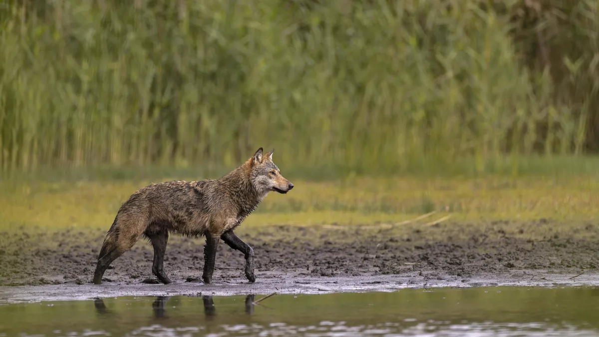 La directive habitats entre en terrain dangereux